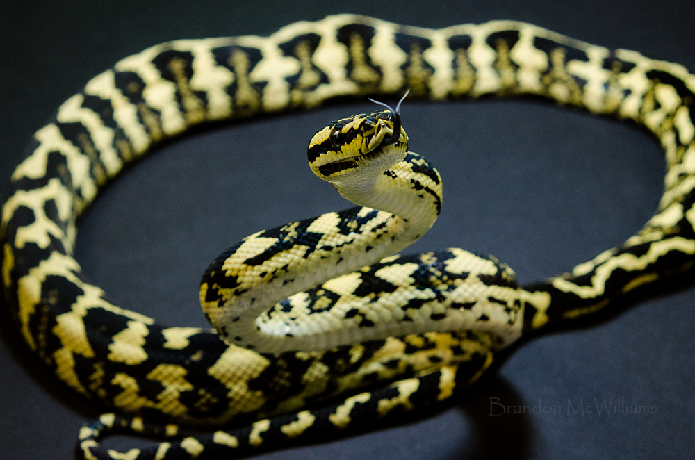 Beautiful view of Best Feeding Times For Captive-Bred Snakes